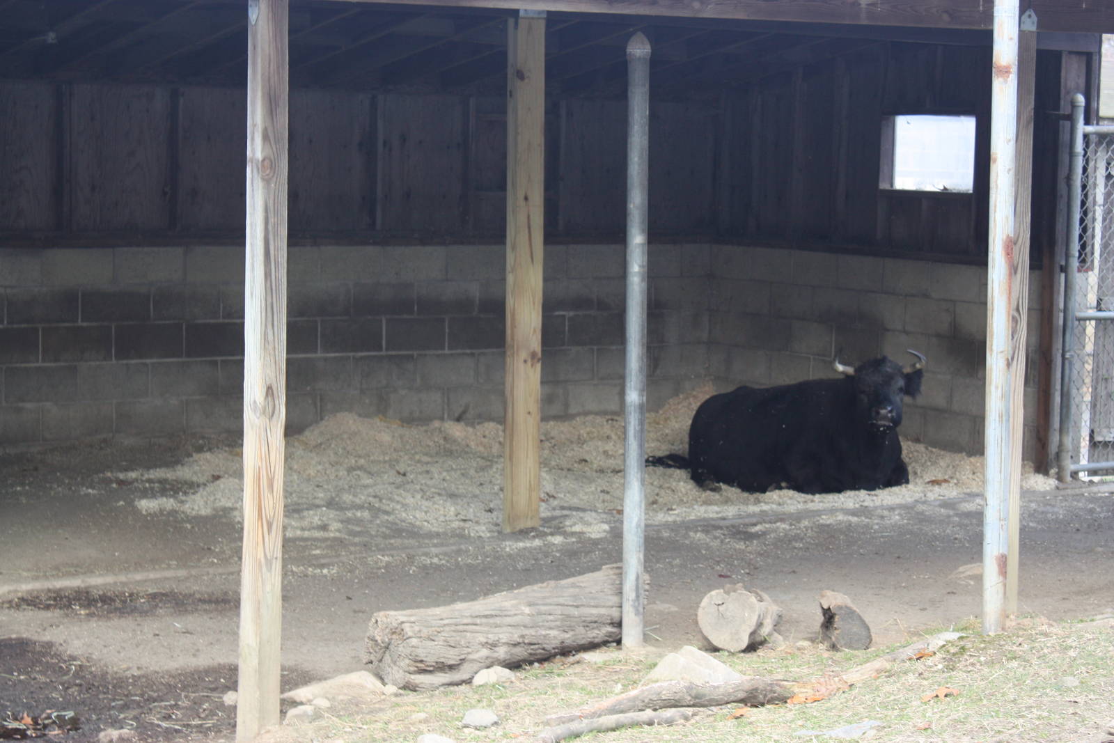 New England Farmyard- Dexter Cattle