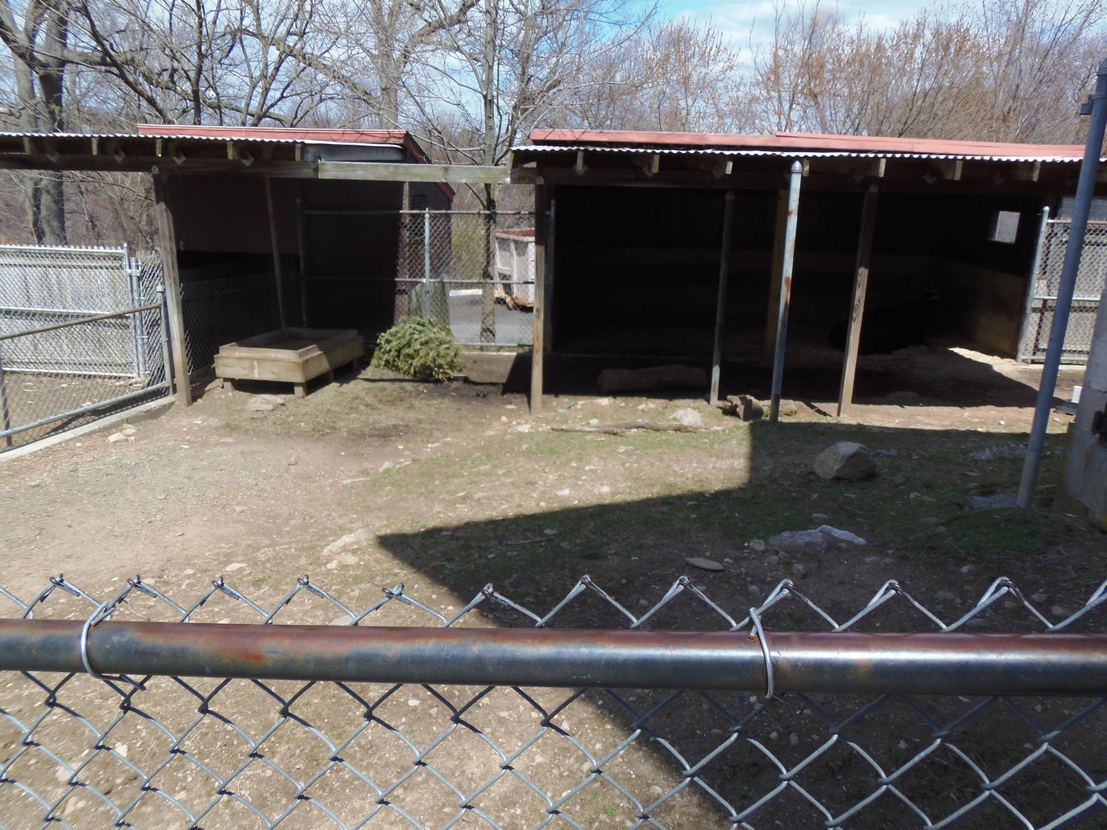 New England Farmyard- Dexter Cow Exhibit
