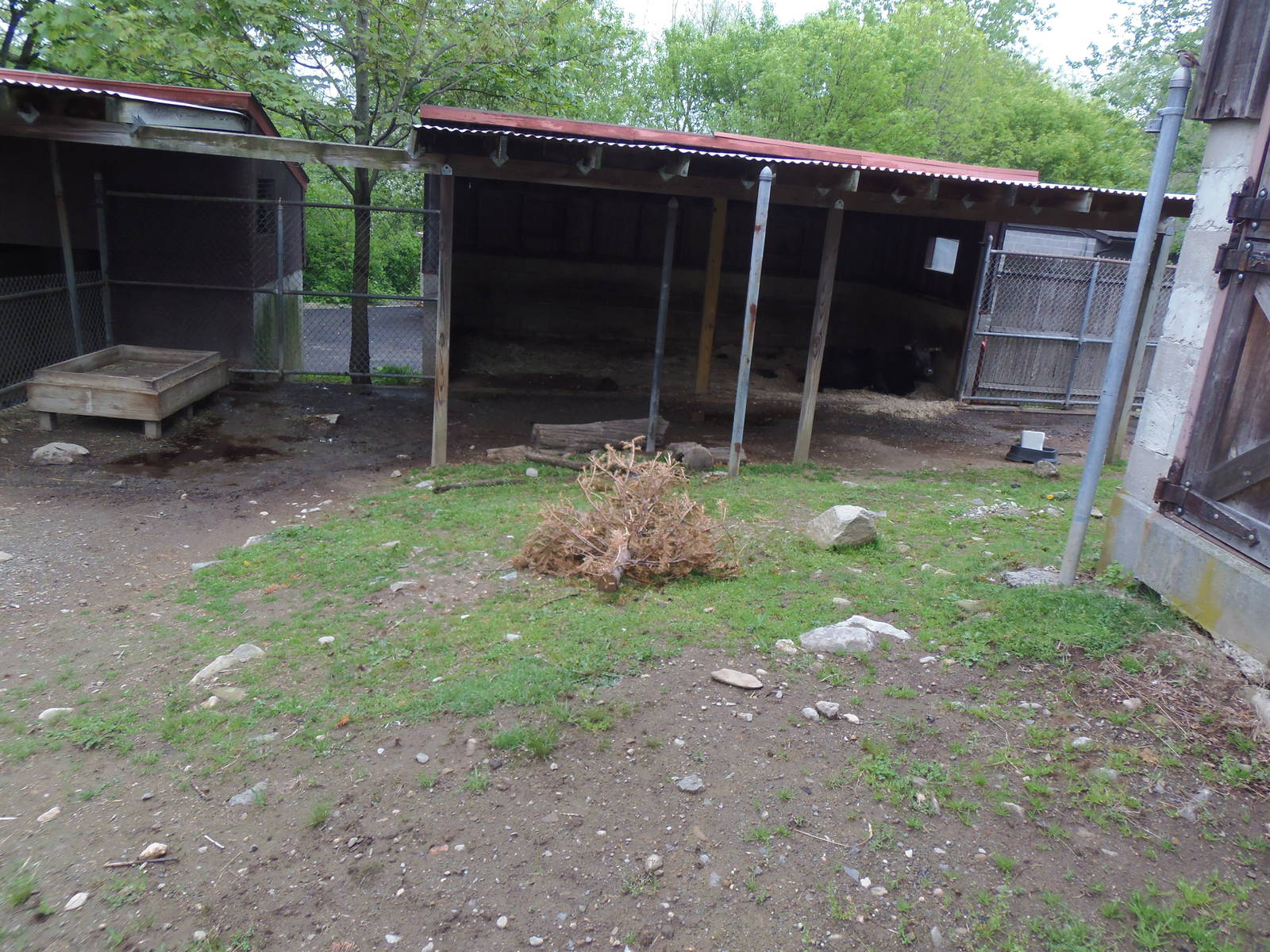 New England Farmyard- Dexter Cow Exhibit