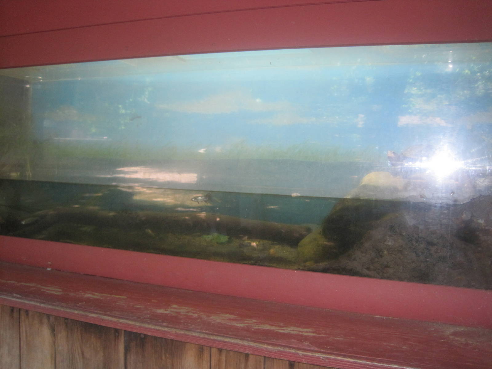 New England Farmyard- Diamondback Terrapin Exhibit