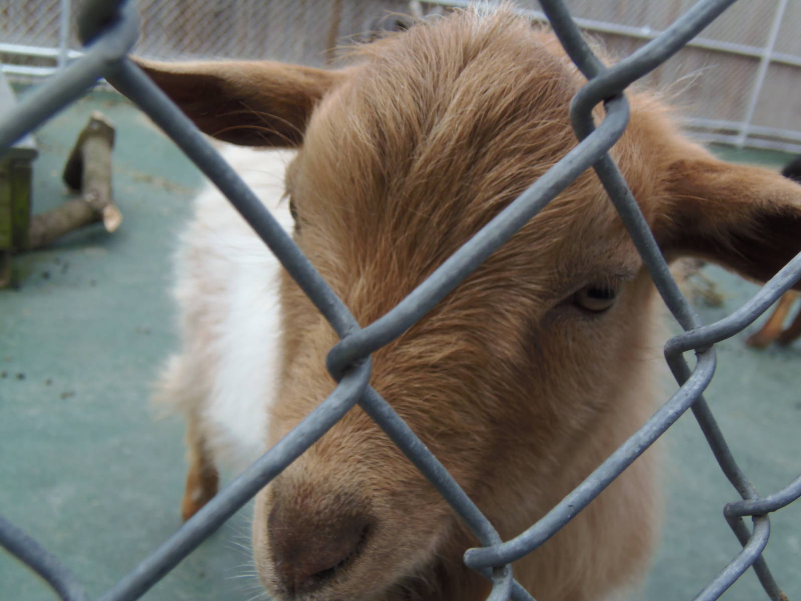 New England Farmyard- Do You Have Food for Me?