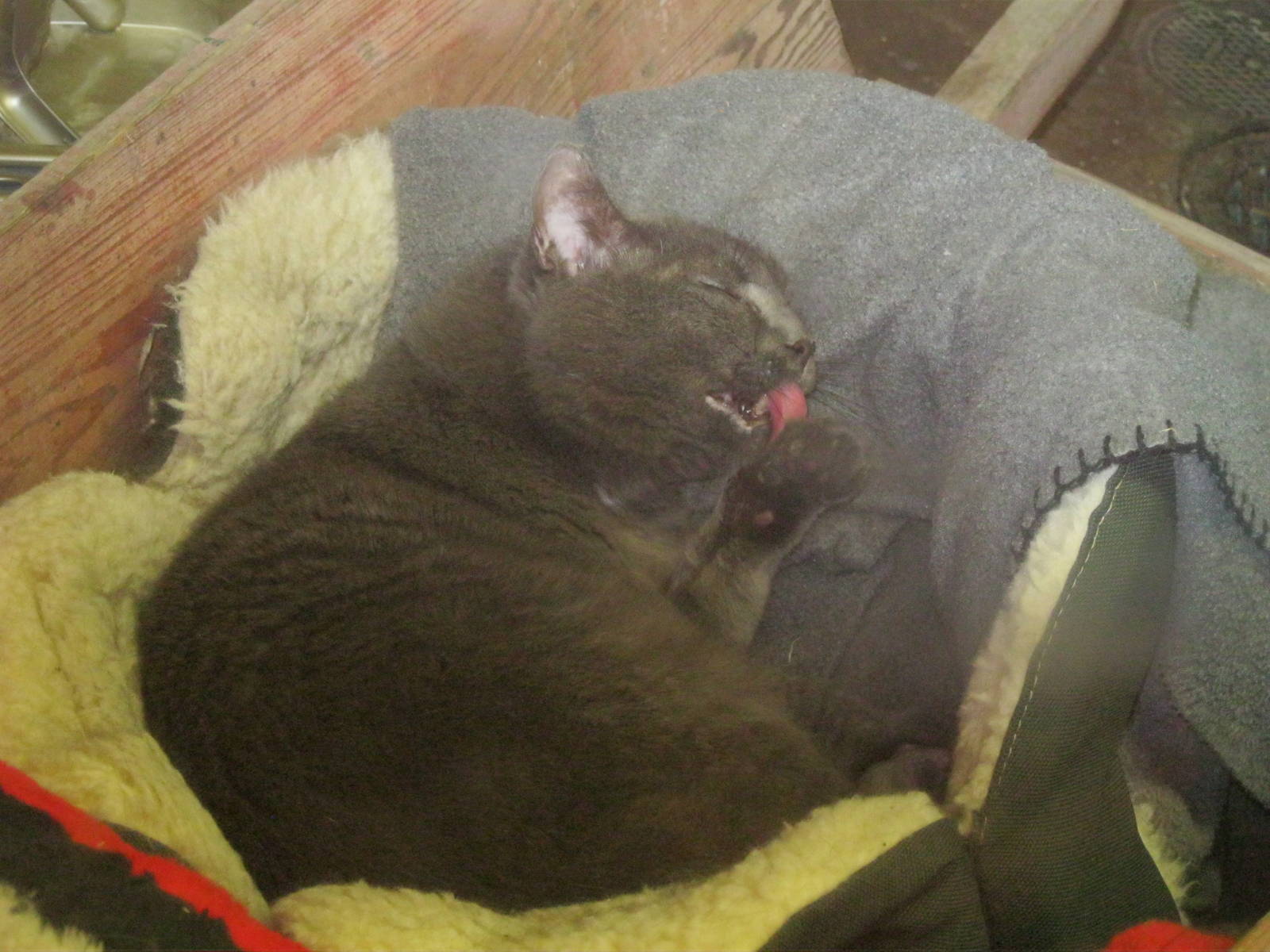 New England Farmyard- Domestic Cat