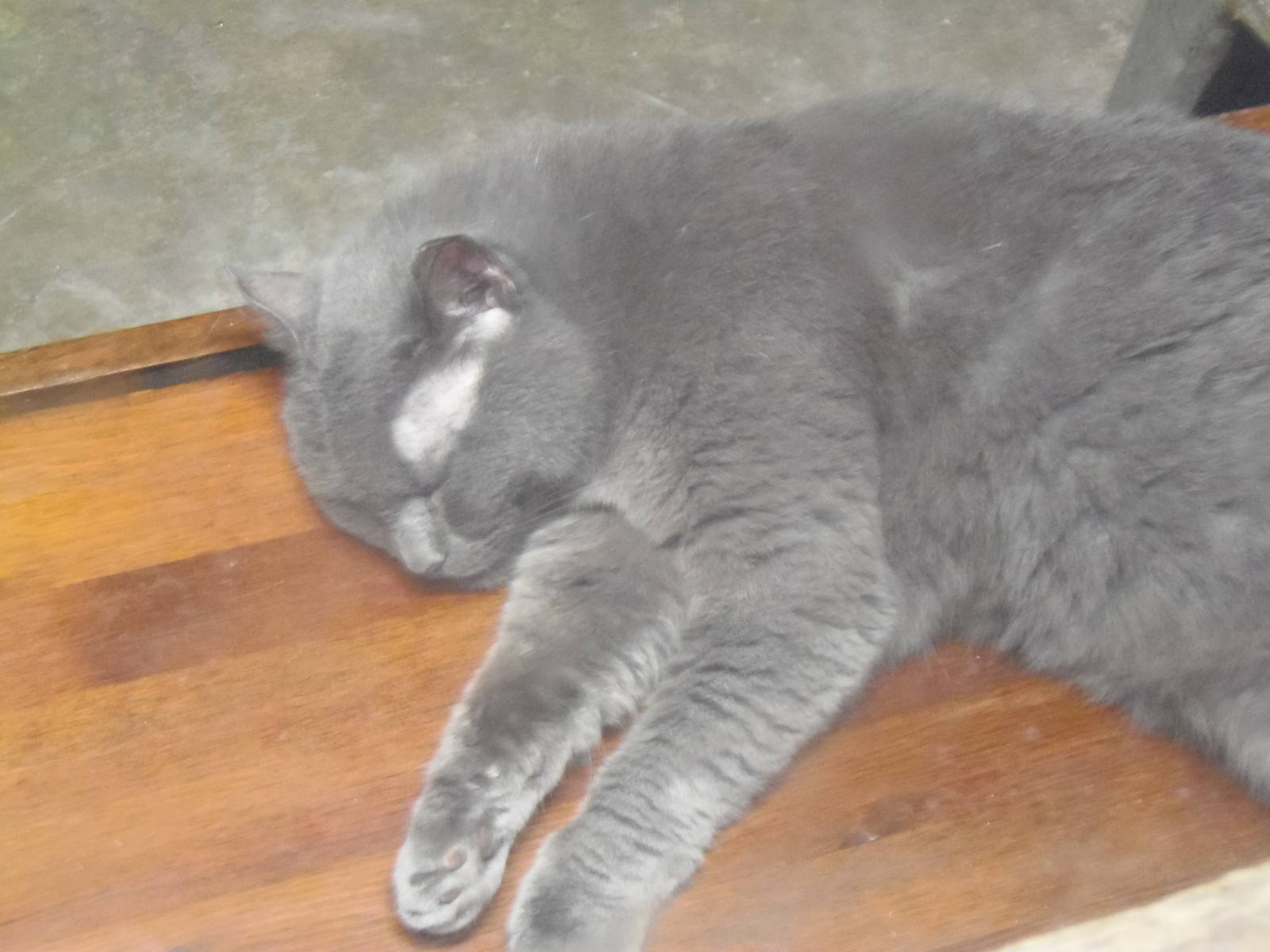 New England Farmyard- Domestic Cat