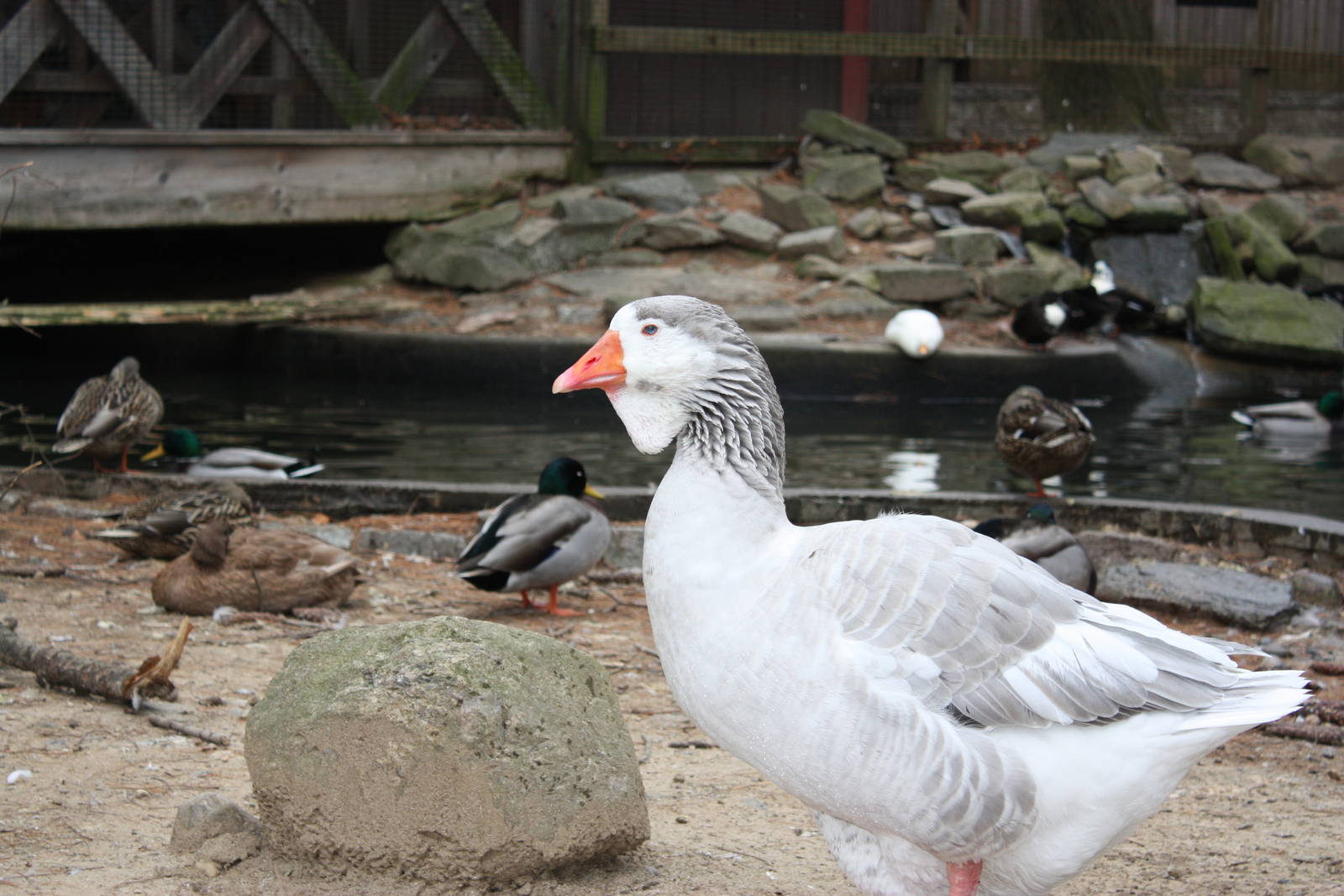 New England Farmyard- Domestic Goose