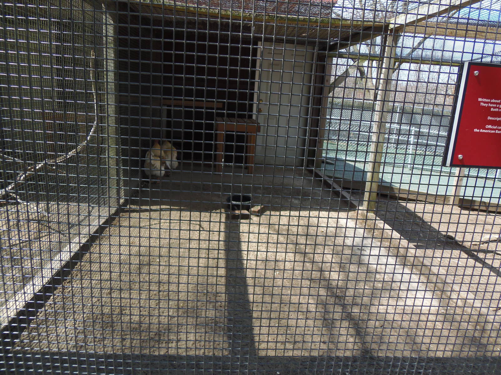 New England Farmyard- Domestic Poultry Coop #2