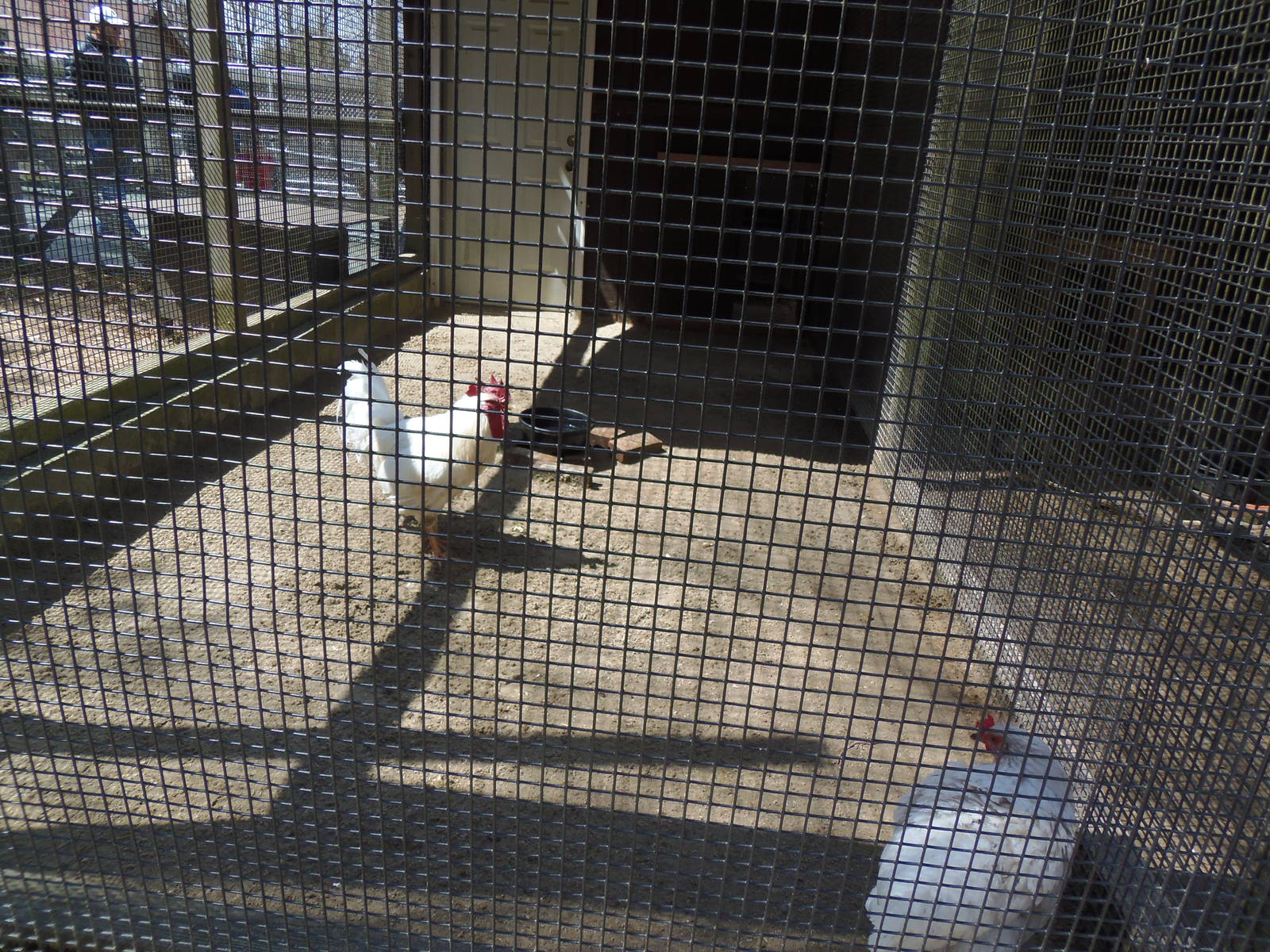 New England Farmyard- Domestic Poultry Coop #4