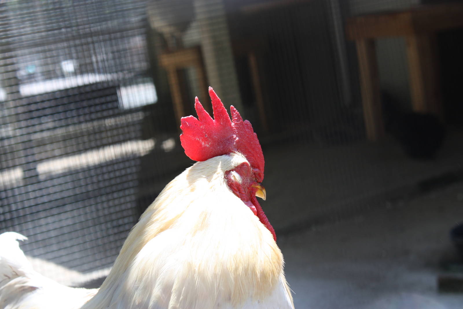 New England Farmyard- Domestic Poultry