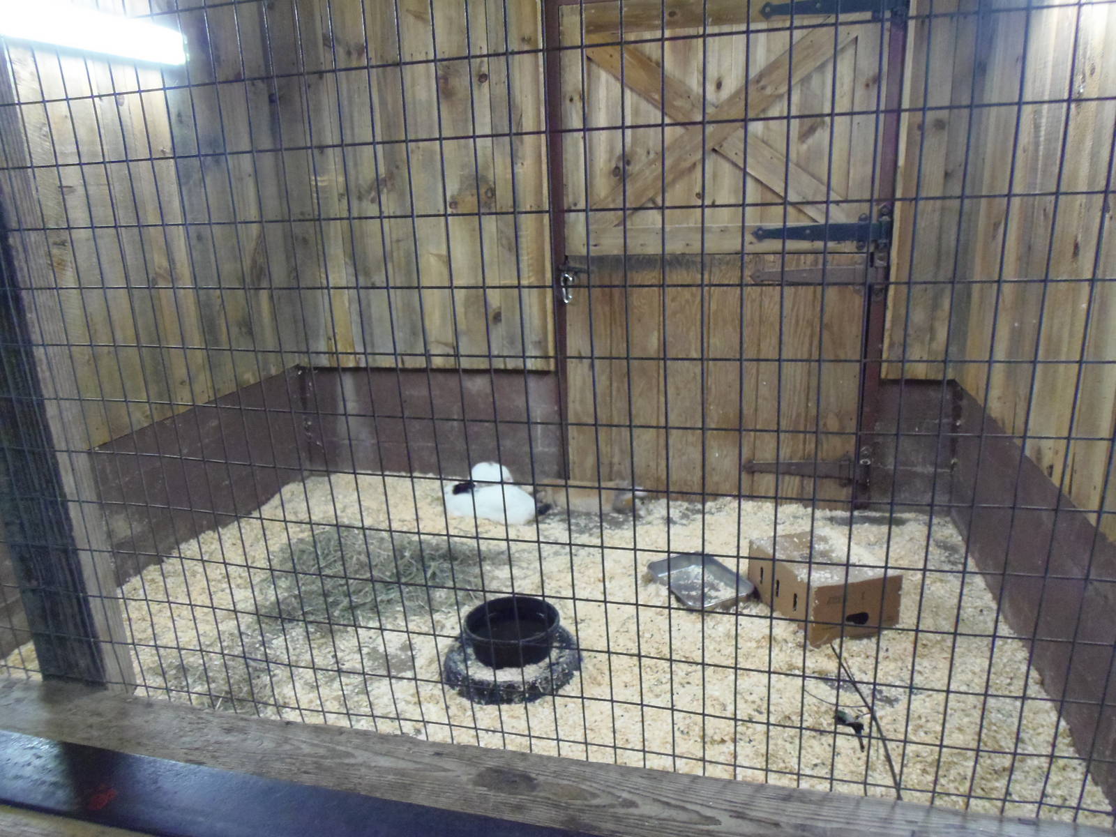 New England Farmyard- Domestic Rabbit Exhibit