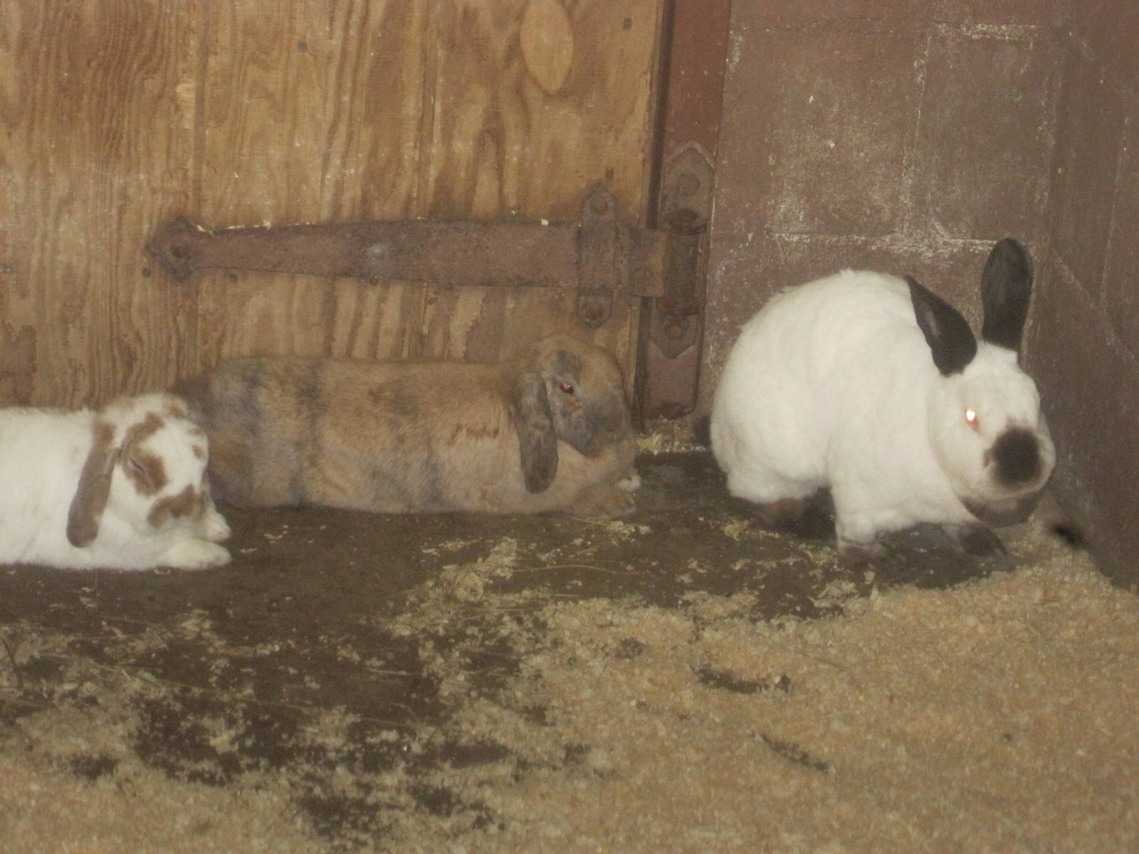 New England Farmyard- Domestic Rabbits