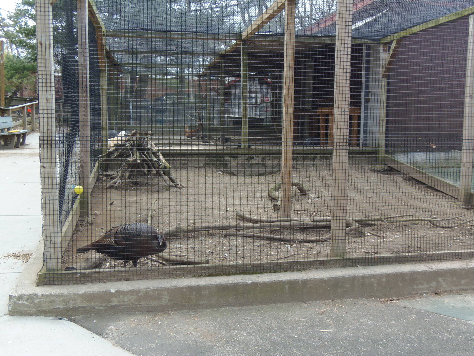 New England Farmyard- Domestic Turkey Exhibit