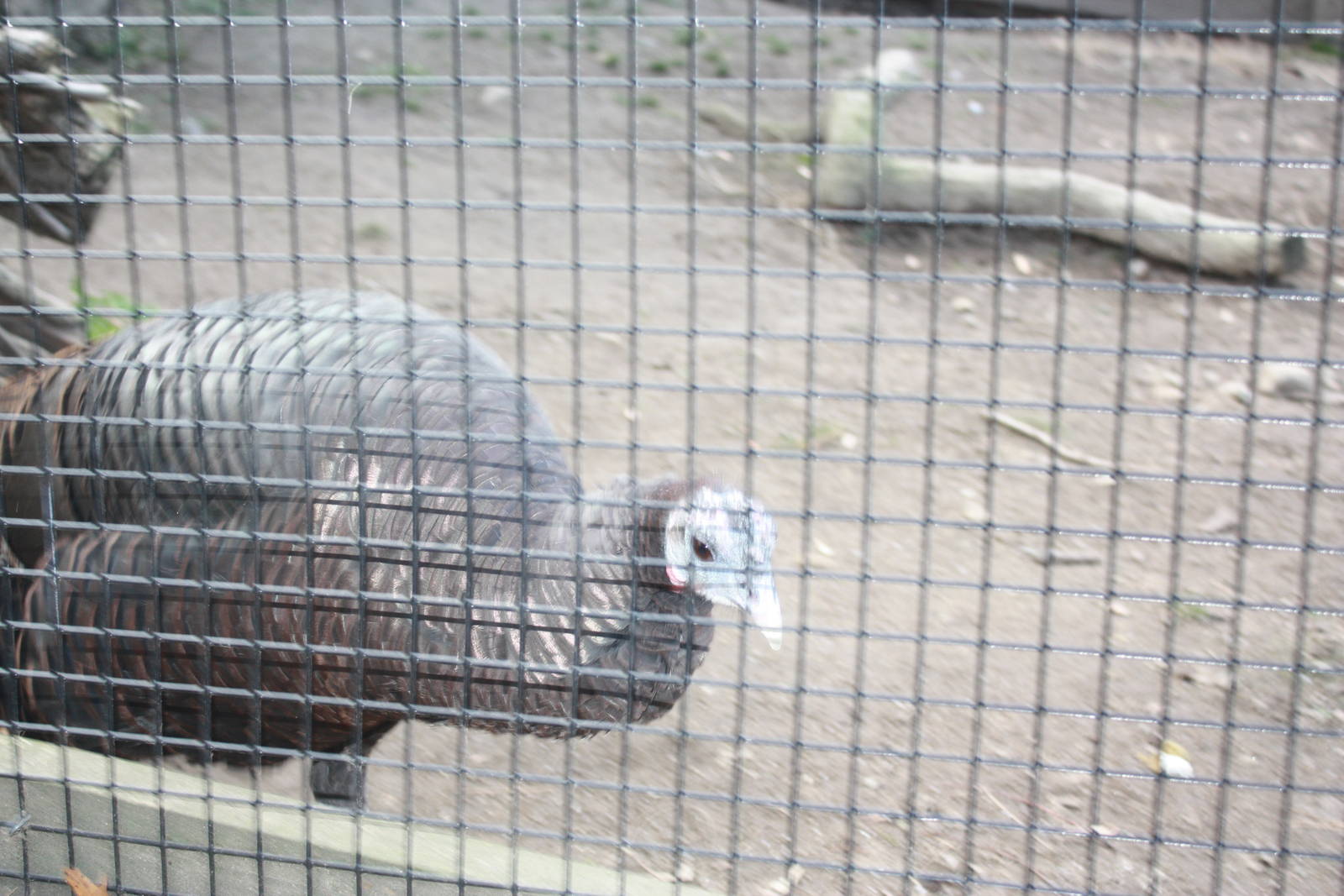 New England Farmyard- Domestic Turkey