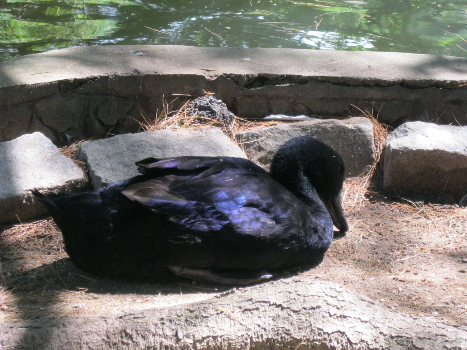 New England Farmyard- Domestic Waterfowl