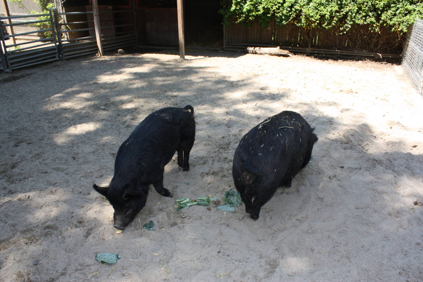 New England Farmyard- Don't Be Such a Pig!