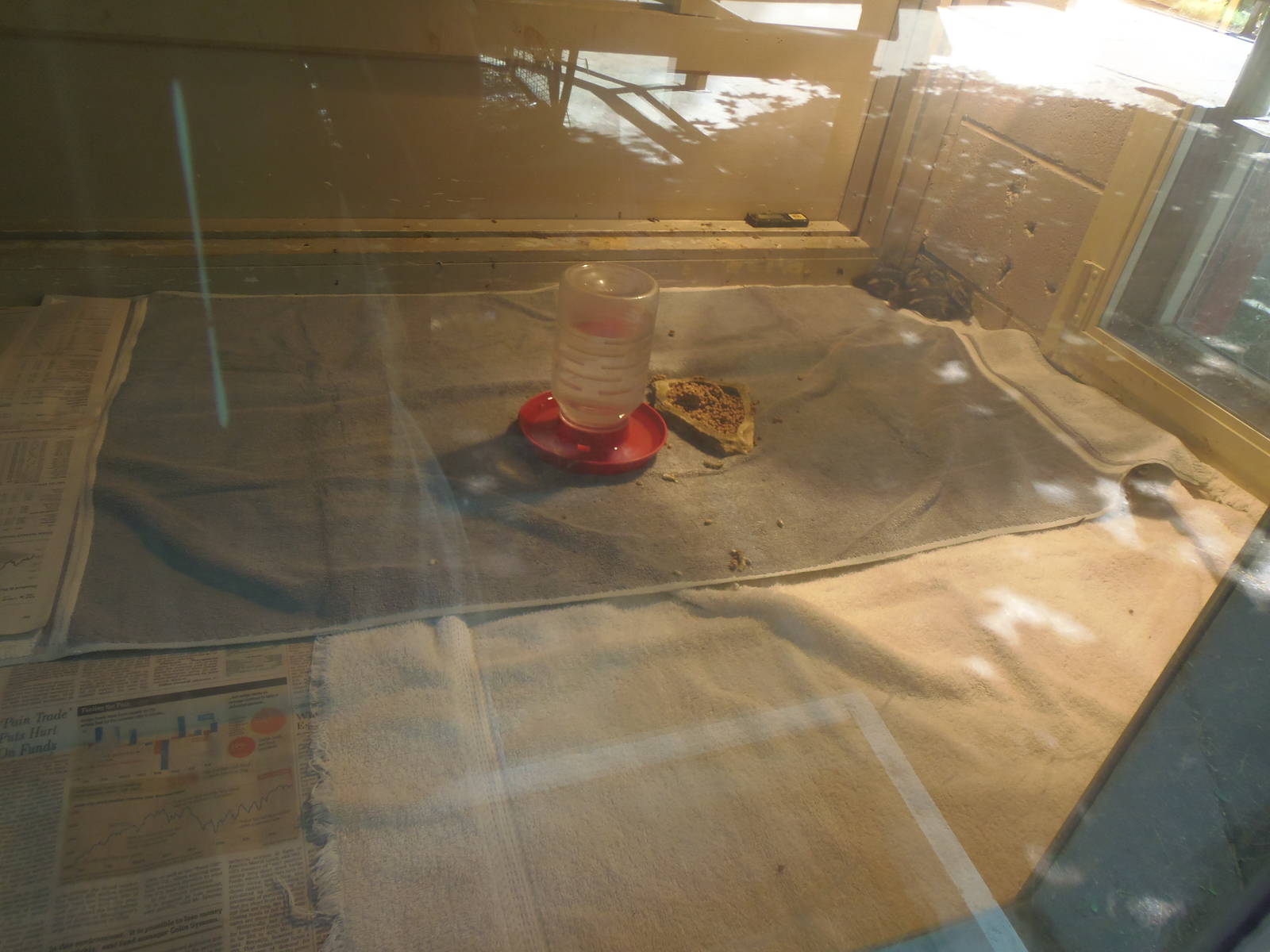 New England Farmyard- Duckling Exhibit