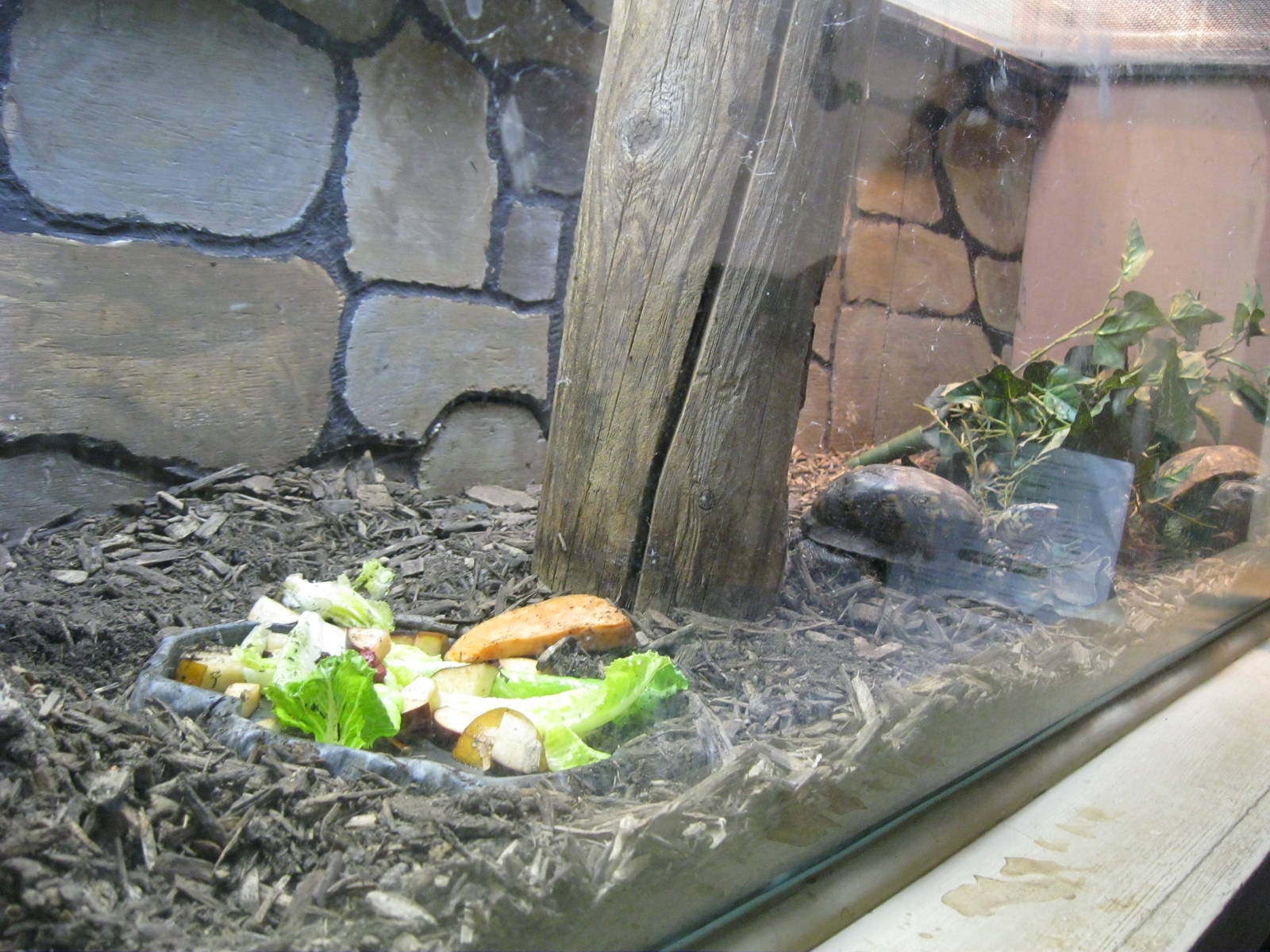 New England Farmyard- Eastern Box Turtle Exhibit