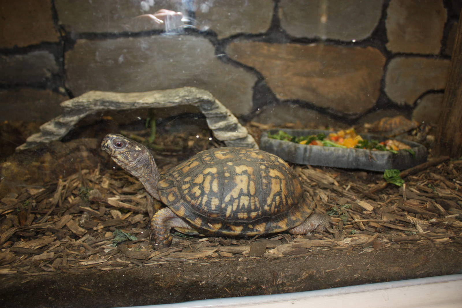 New England Farmyard- Eastern Box Turtle