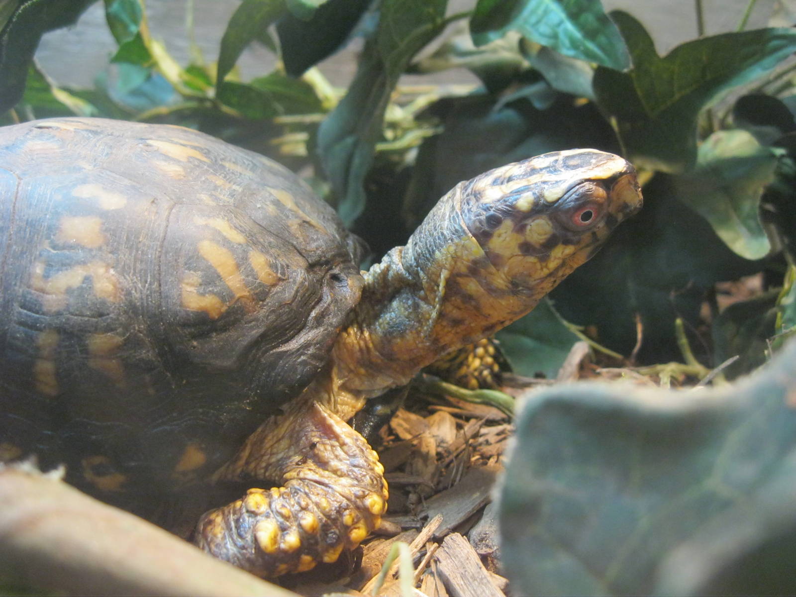 New England Farmyard- Eastern Box Turtle