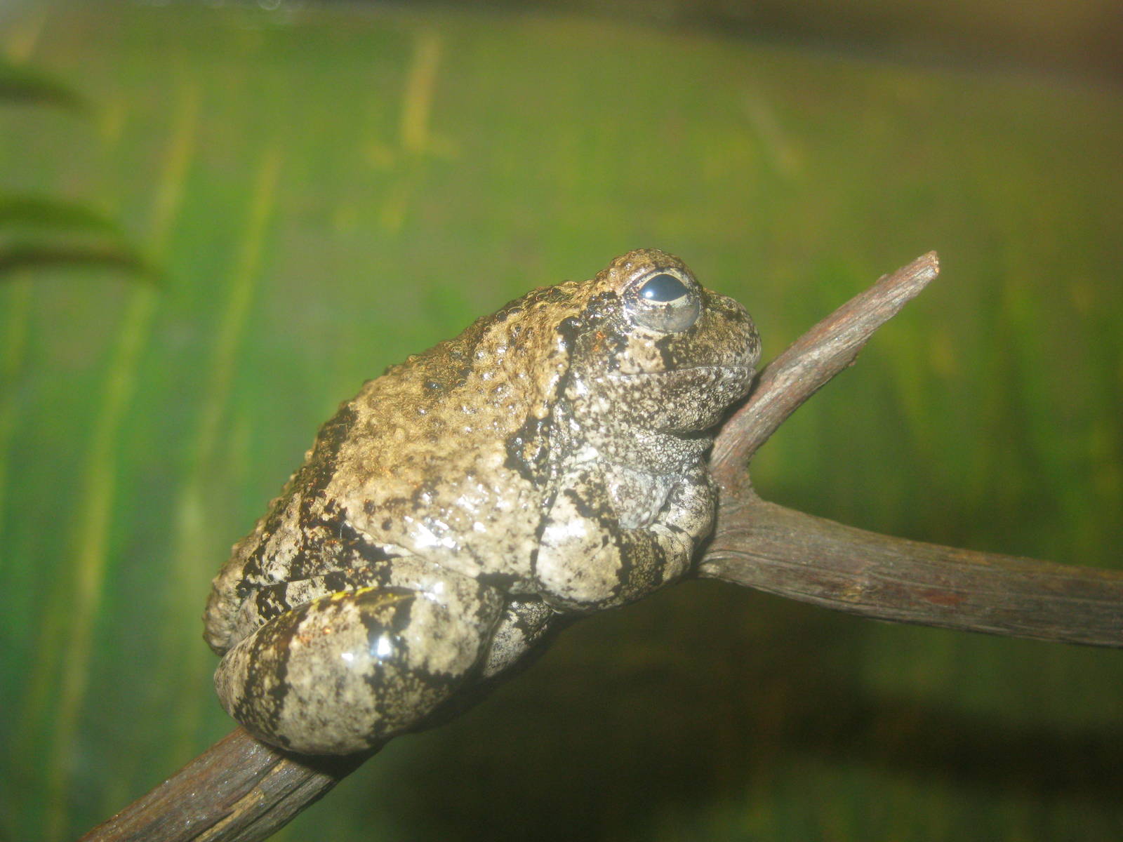 New England Farmyard- Eastern Gray Treefrog