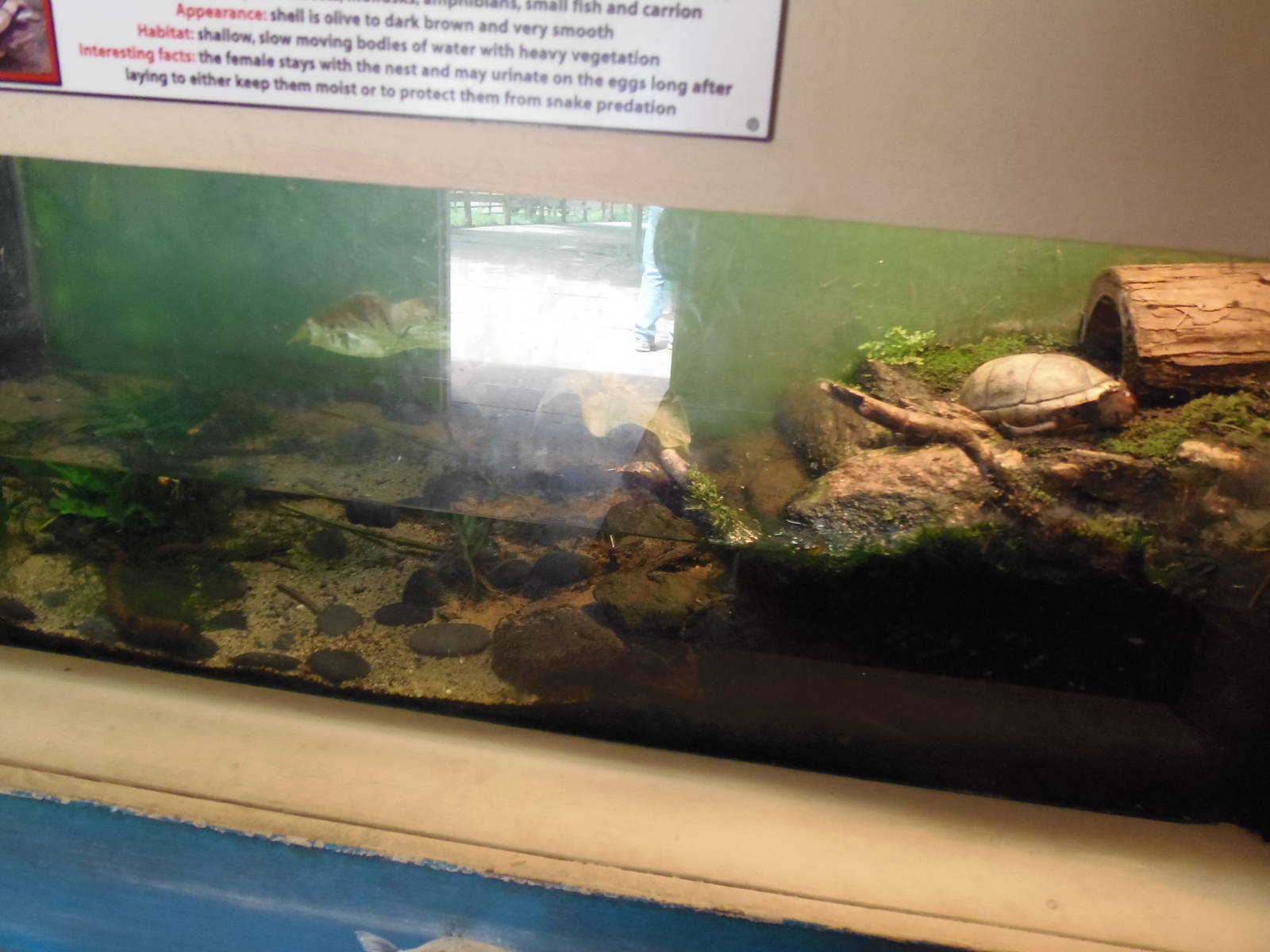 New England Farmyard- Eastern Mud Turtle Exhibit