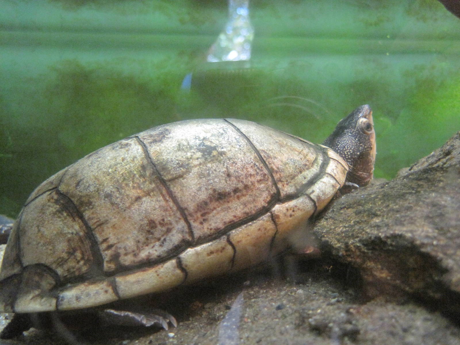 New England Farmyard- Eastern Mud Turtle