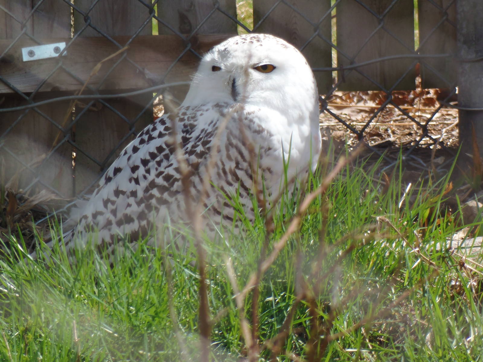 New England Farmyard- Female Snowy Owl