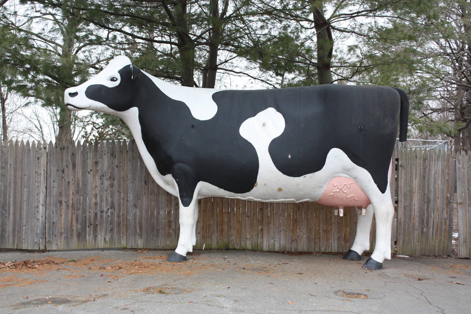New England Farmyard- Giant Cow