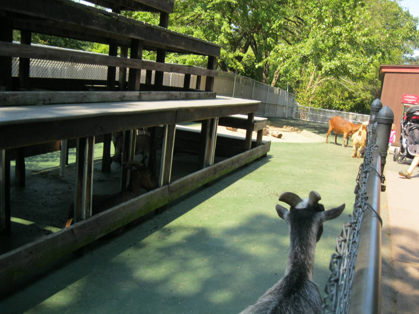 New England Farmyard- Goat Exhibit