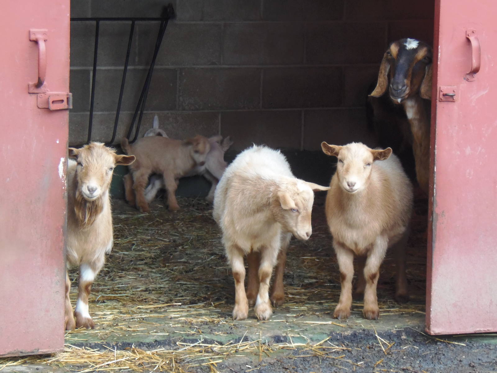 New England Farmyard- Goat Herd Portrait