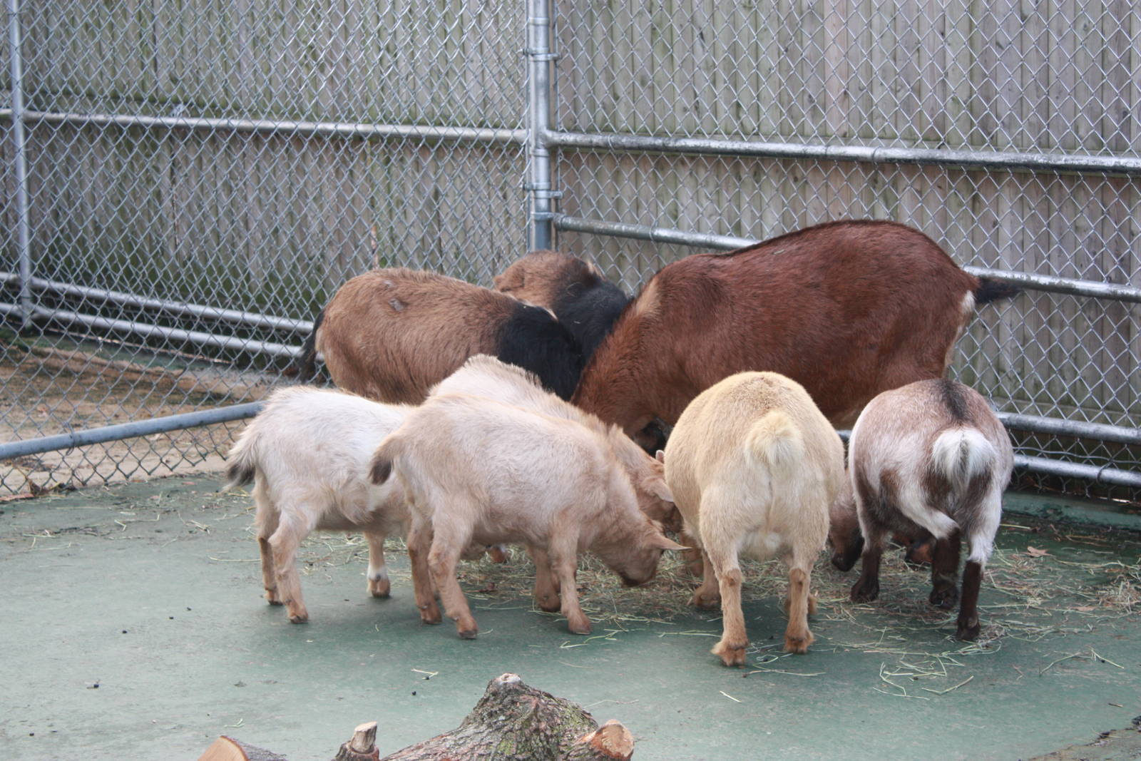 New England Farmyard- Goat Herd