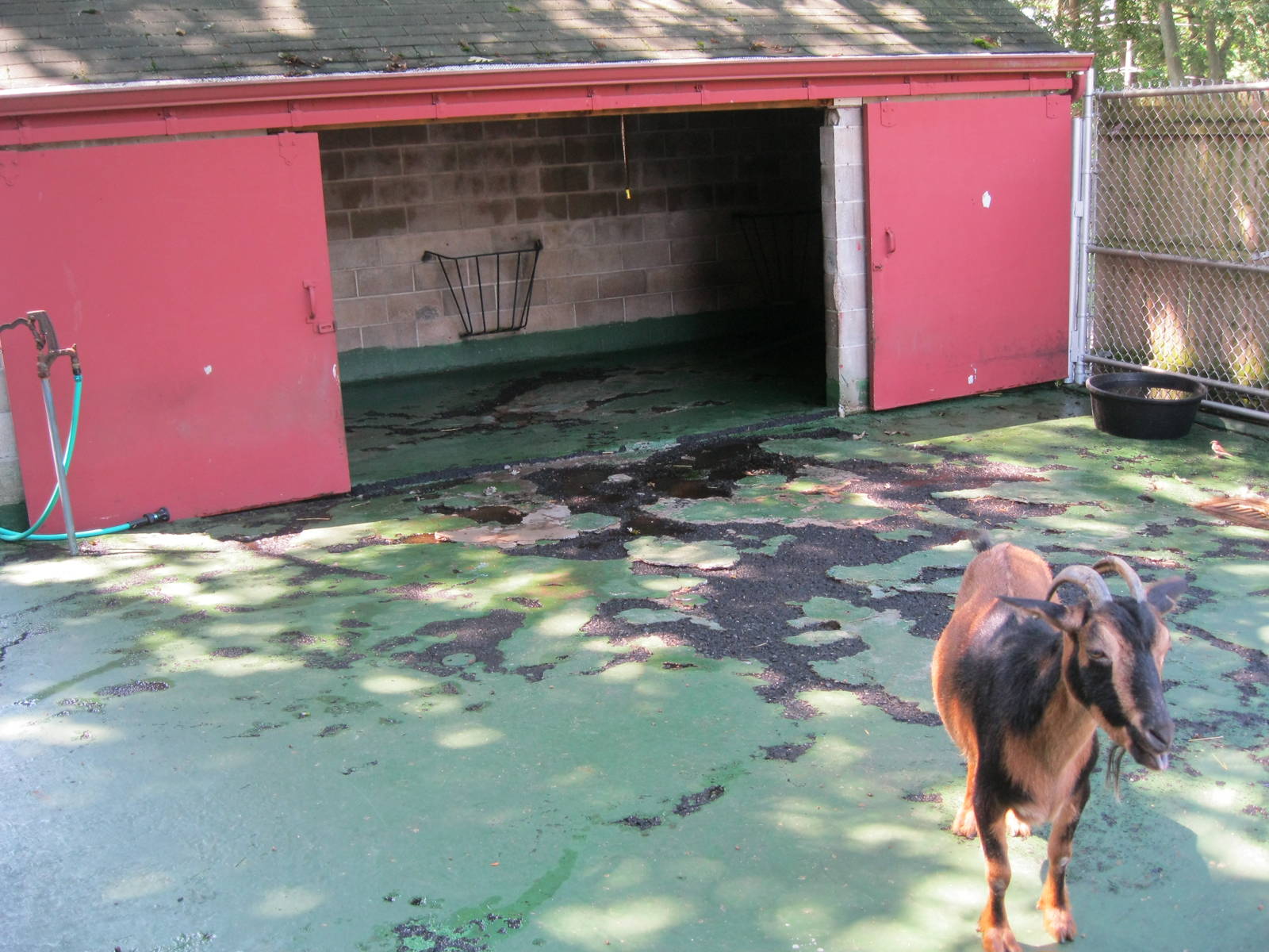 New England Farmyard- Goat Holding Area