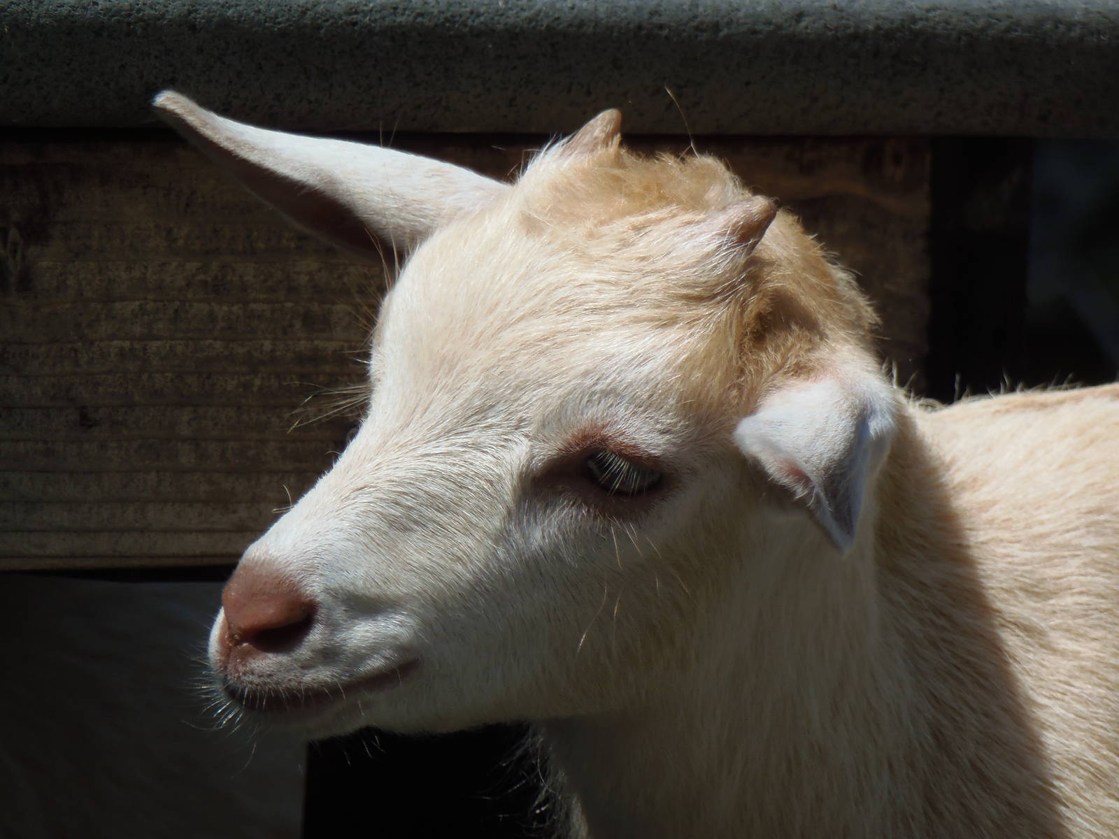 New England Farmyard- Goat Kid Close-Up