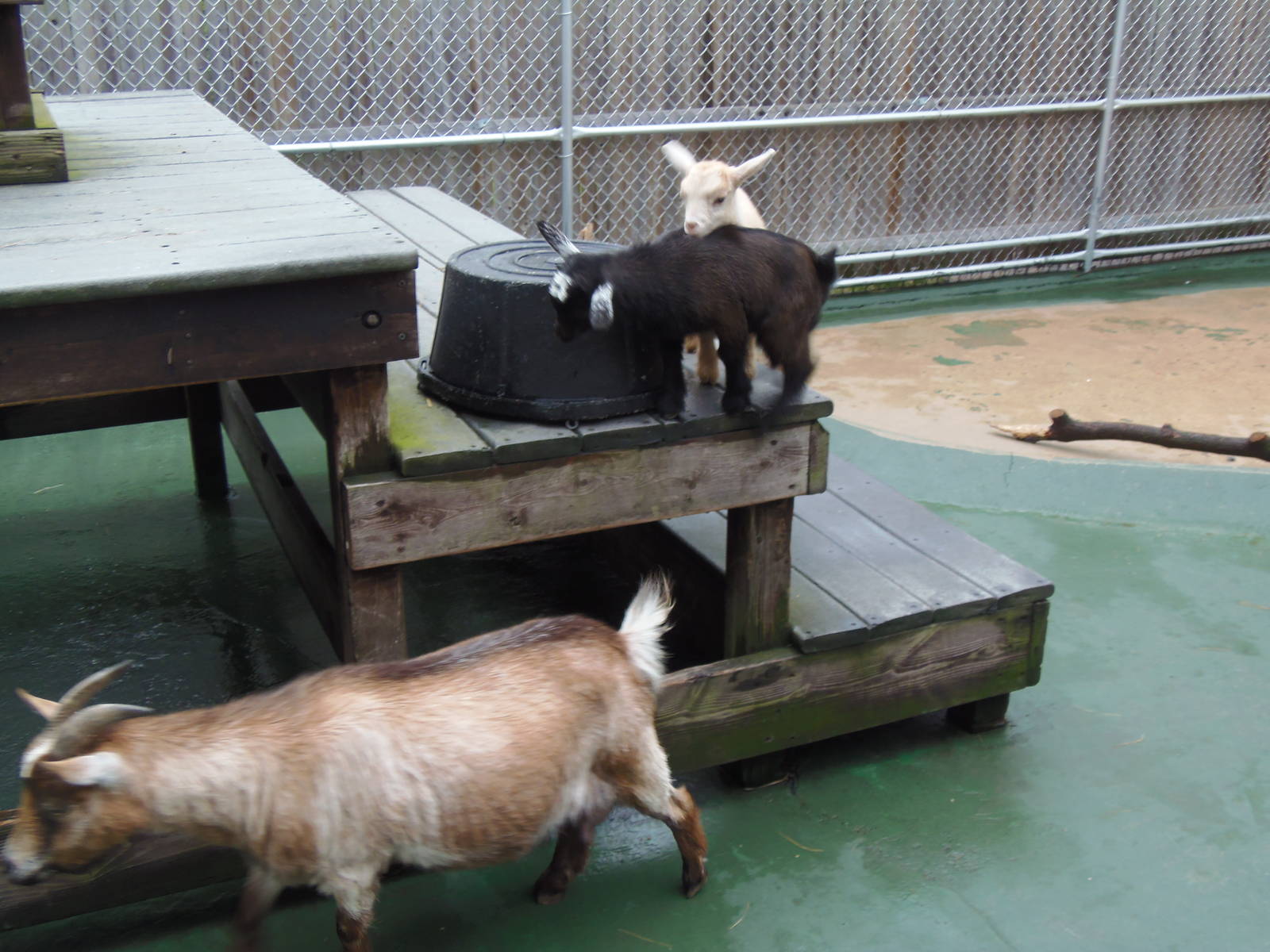 New England Farmyard- Goat Kids and Mom