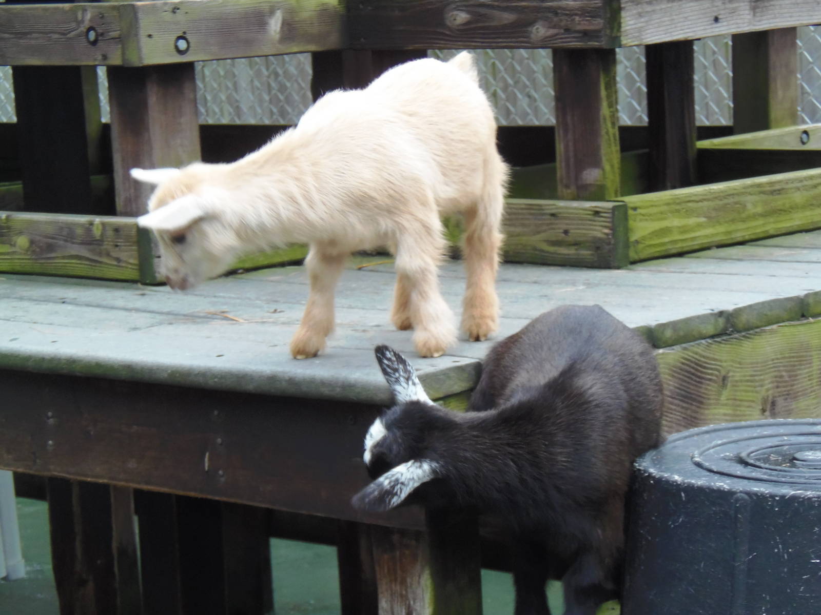 New England Farmyard- Goat Kids