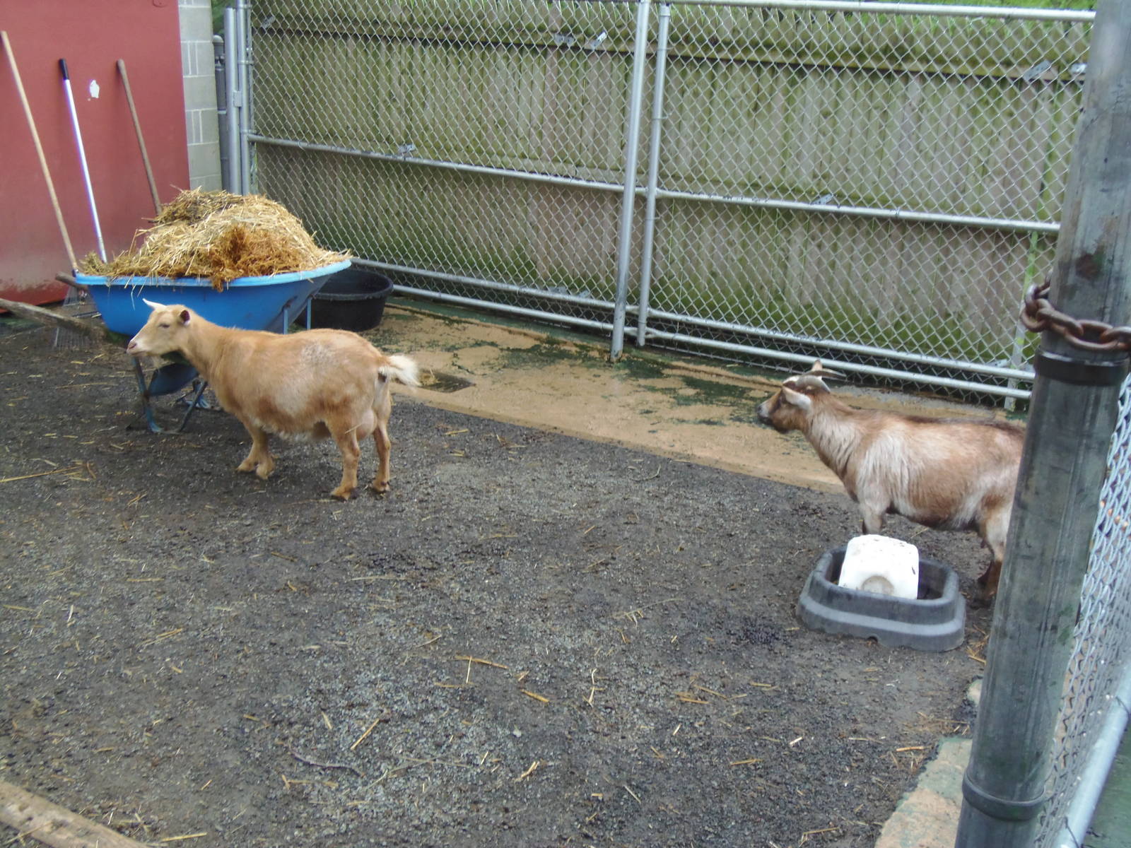 New England Farmyard- Goat Mothers