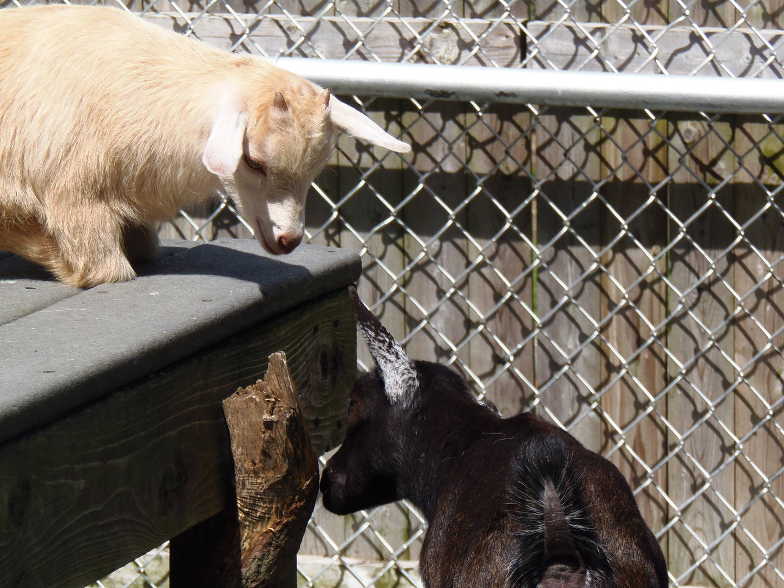 New England Farmyard- Goat Sisters