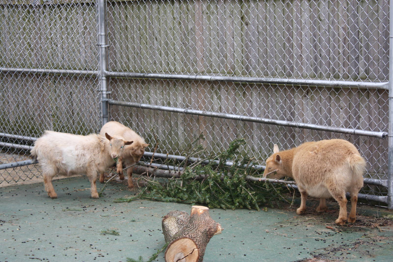 New England Farmyard- Goats Chew on a Christmas Tree