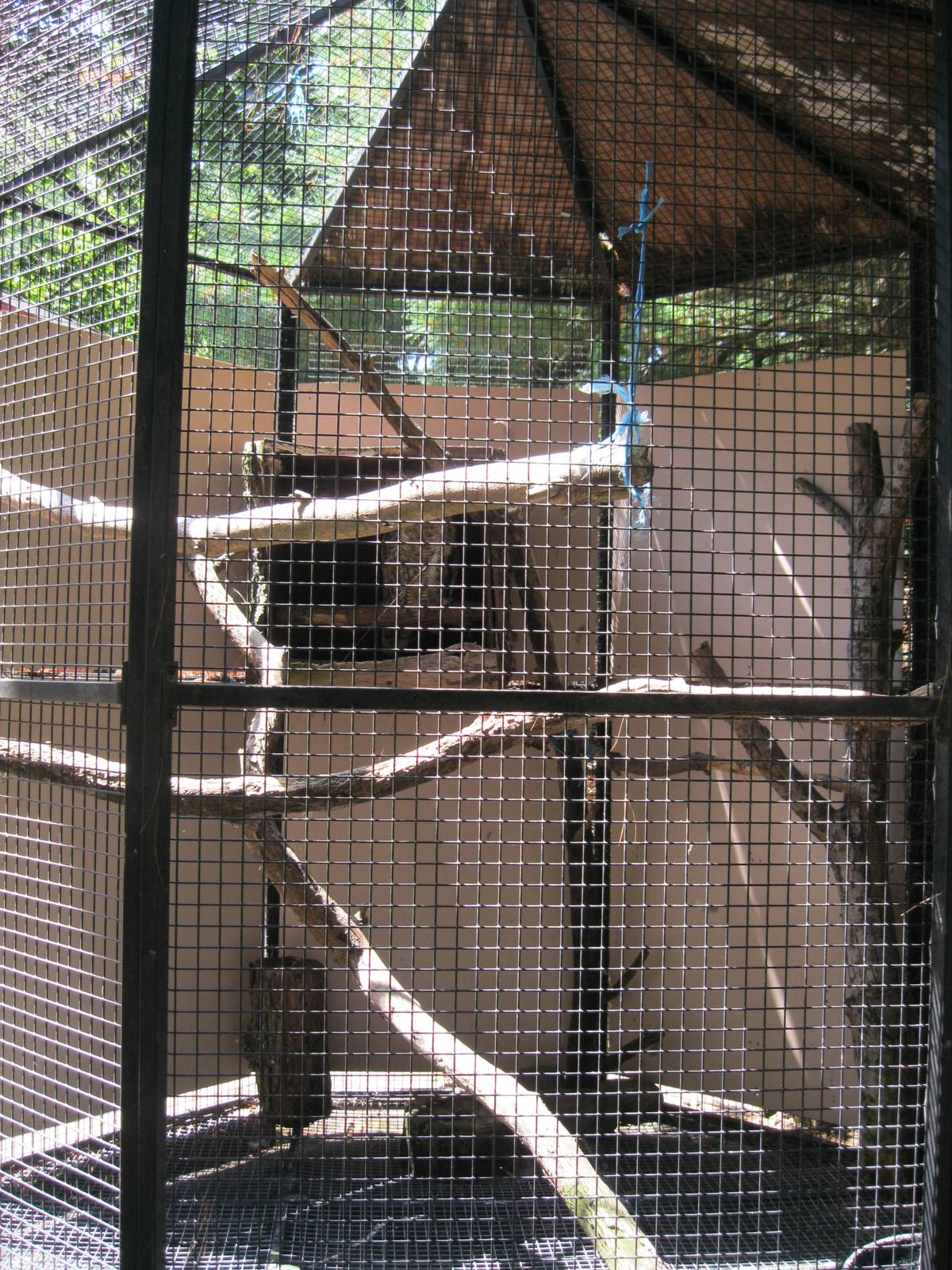 New England Farmyard- Great Horned Owl Exhibit