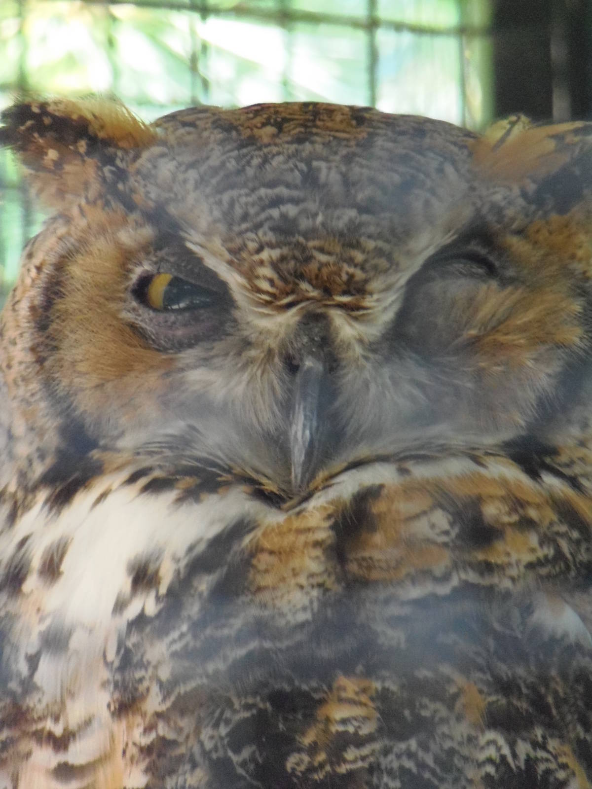 New England Farmyard- Great Horned Owl