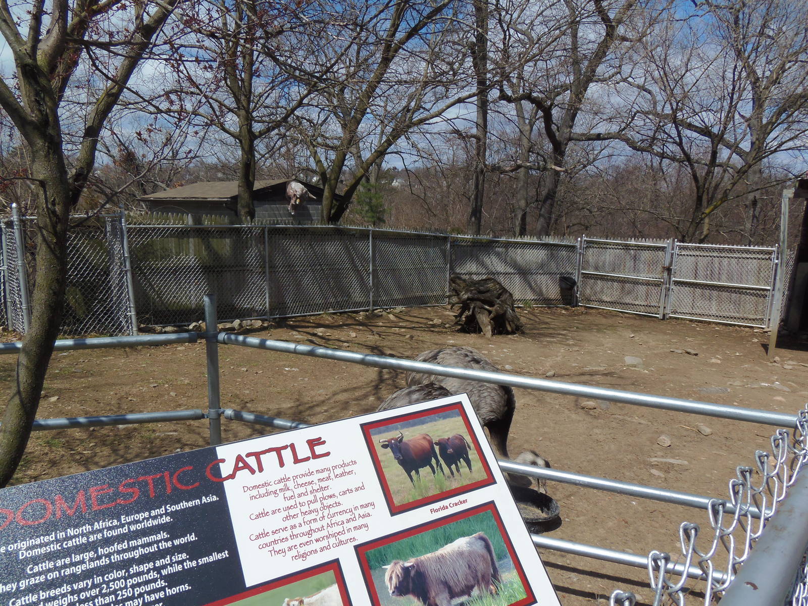 New England Farmyard- Greater Rhea Exhibit