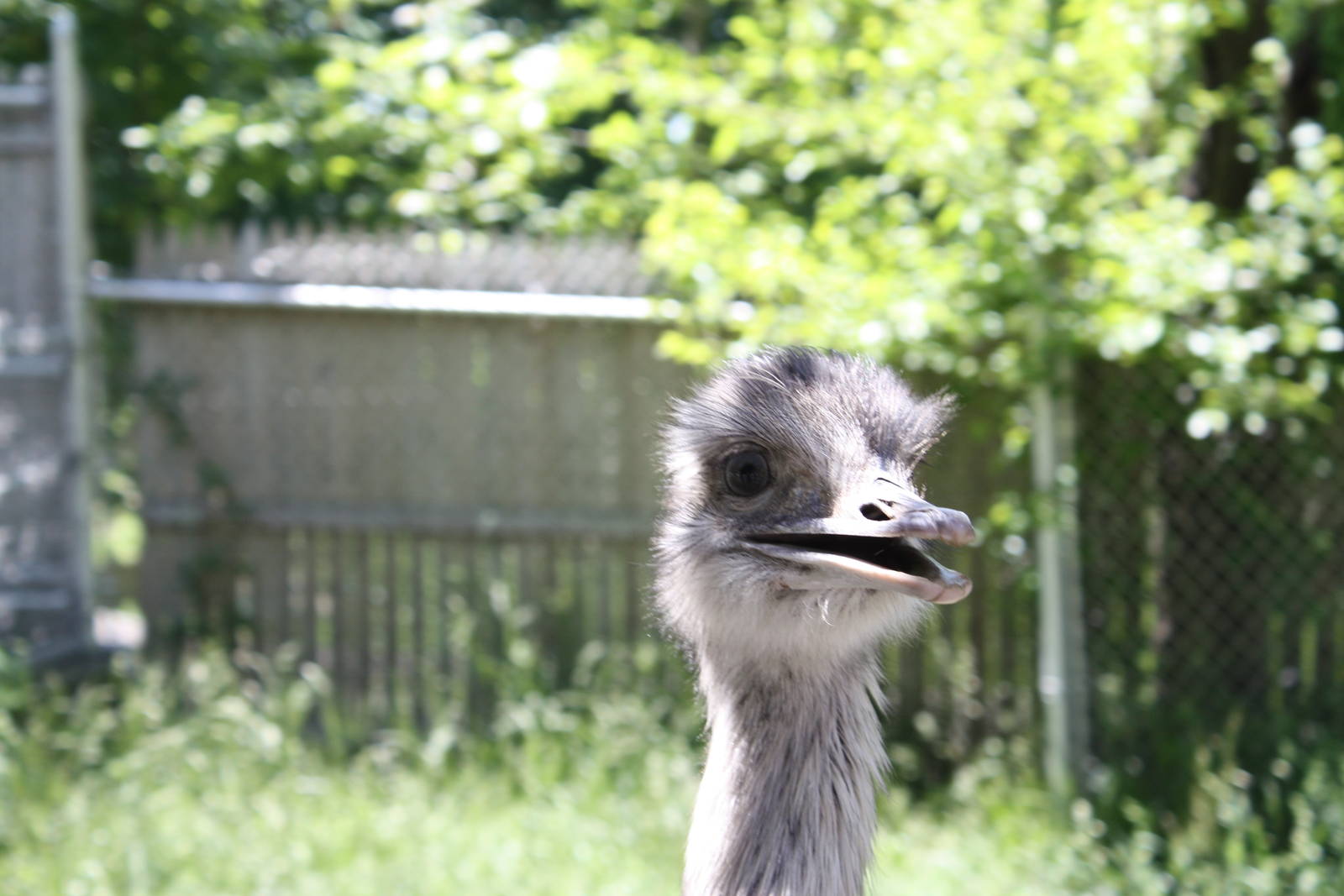 New England Farmyard- Greater Rhea