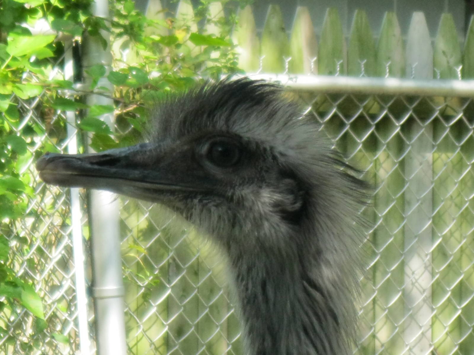 New England Farmyard- Greater Rhea