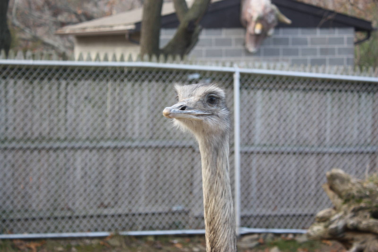 New England Farmyard- Greater Rhea