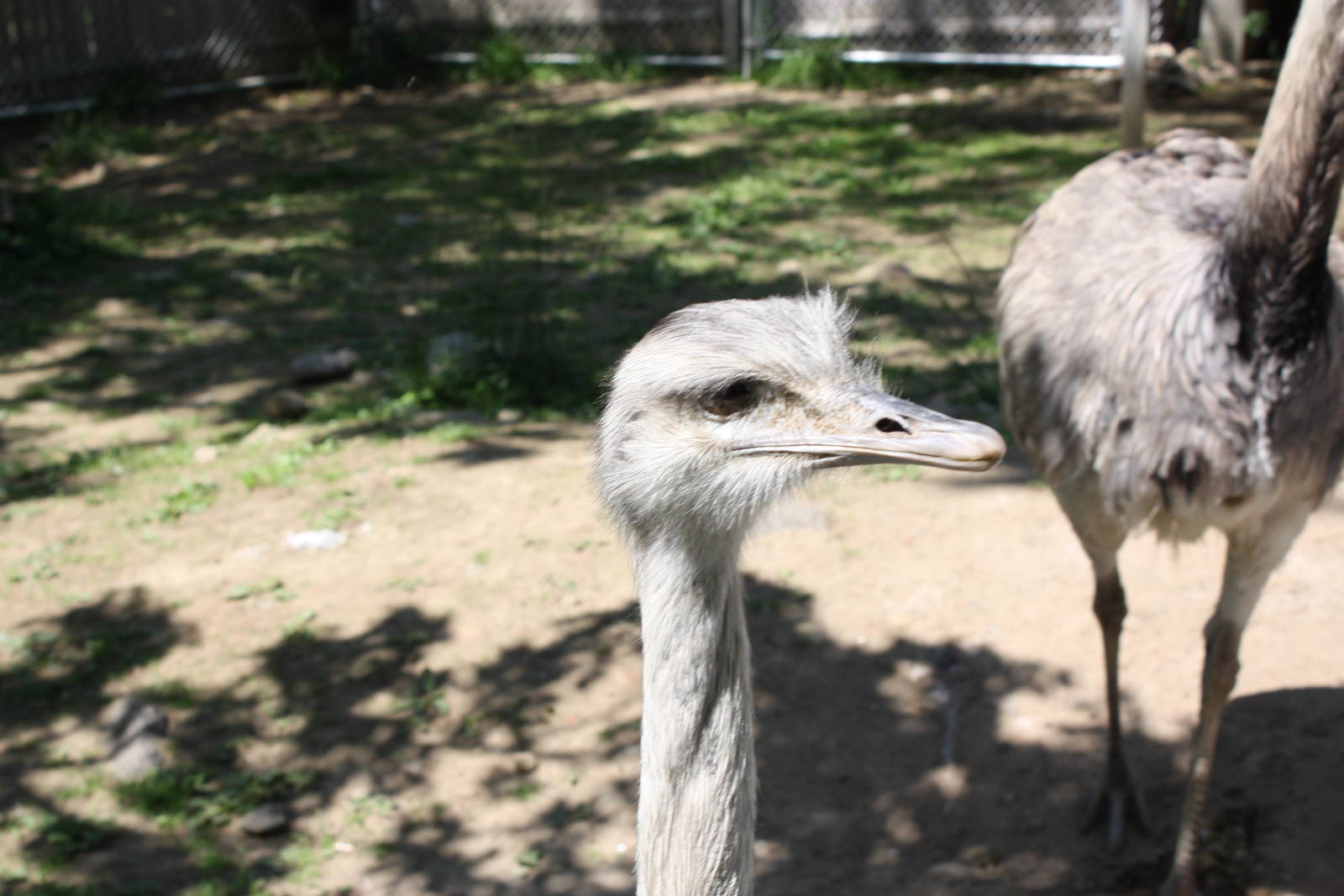 New England Farmyard- Greater Rheas
