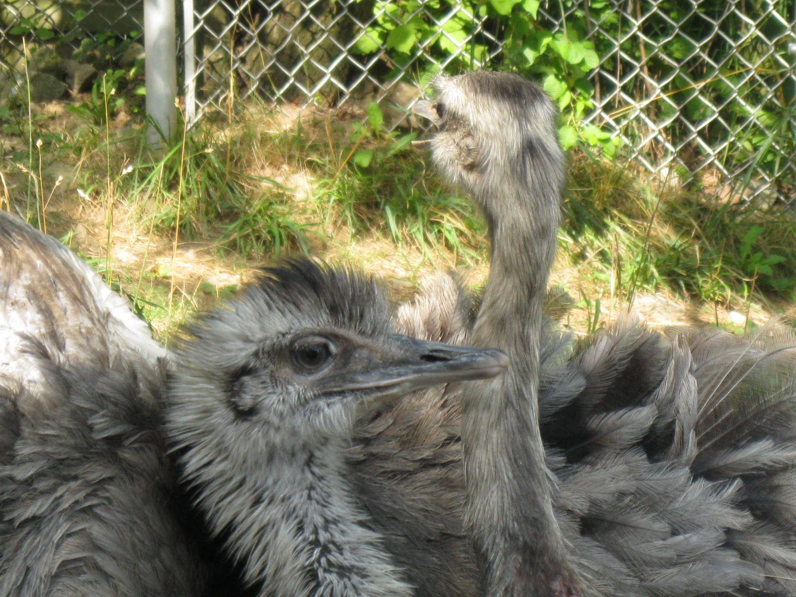 New England Farmyard- Greater Rheas