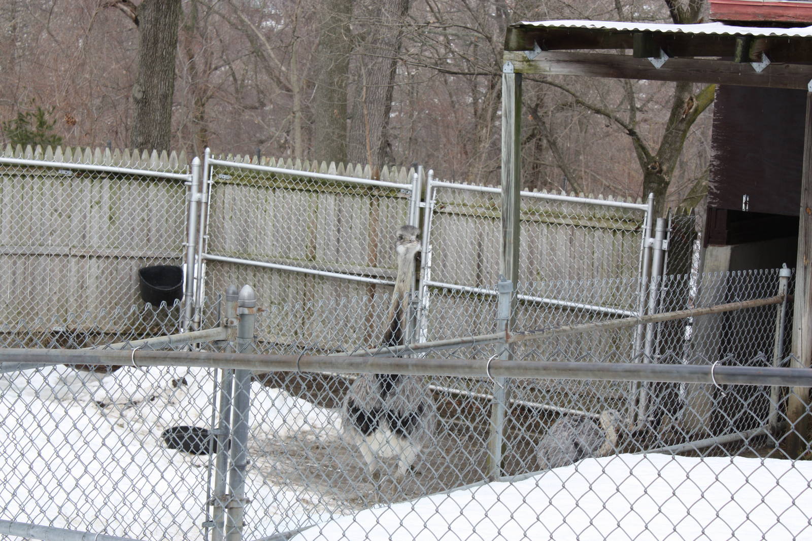 New England Farmyard- Greater Rheas