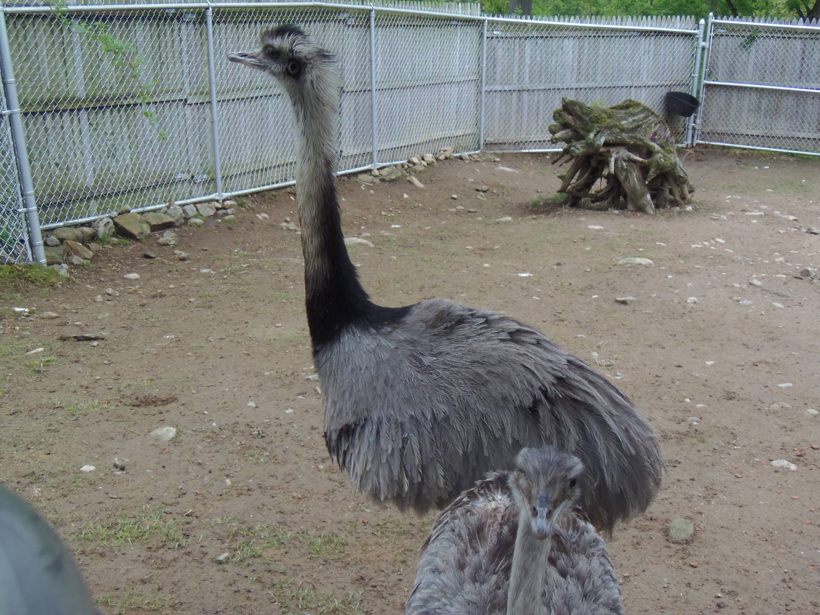 New England Farmyard- Greater Rheas