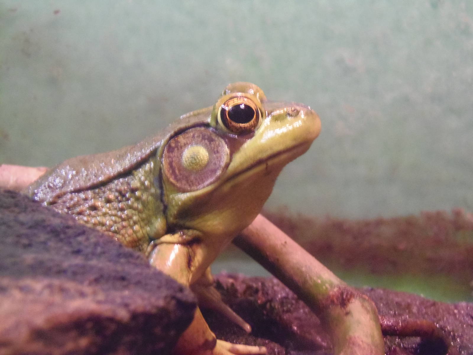 New England Farmyard- Green Frog