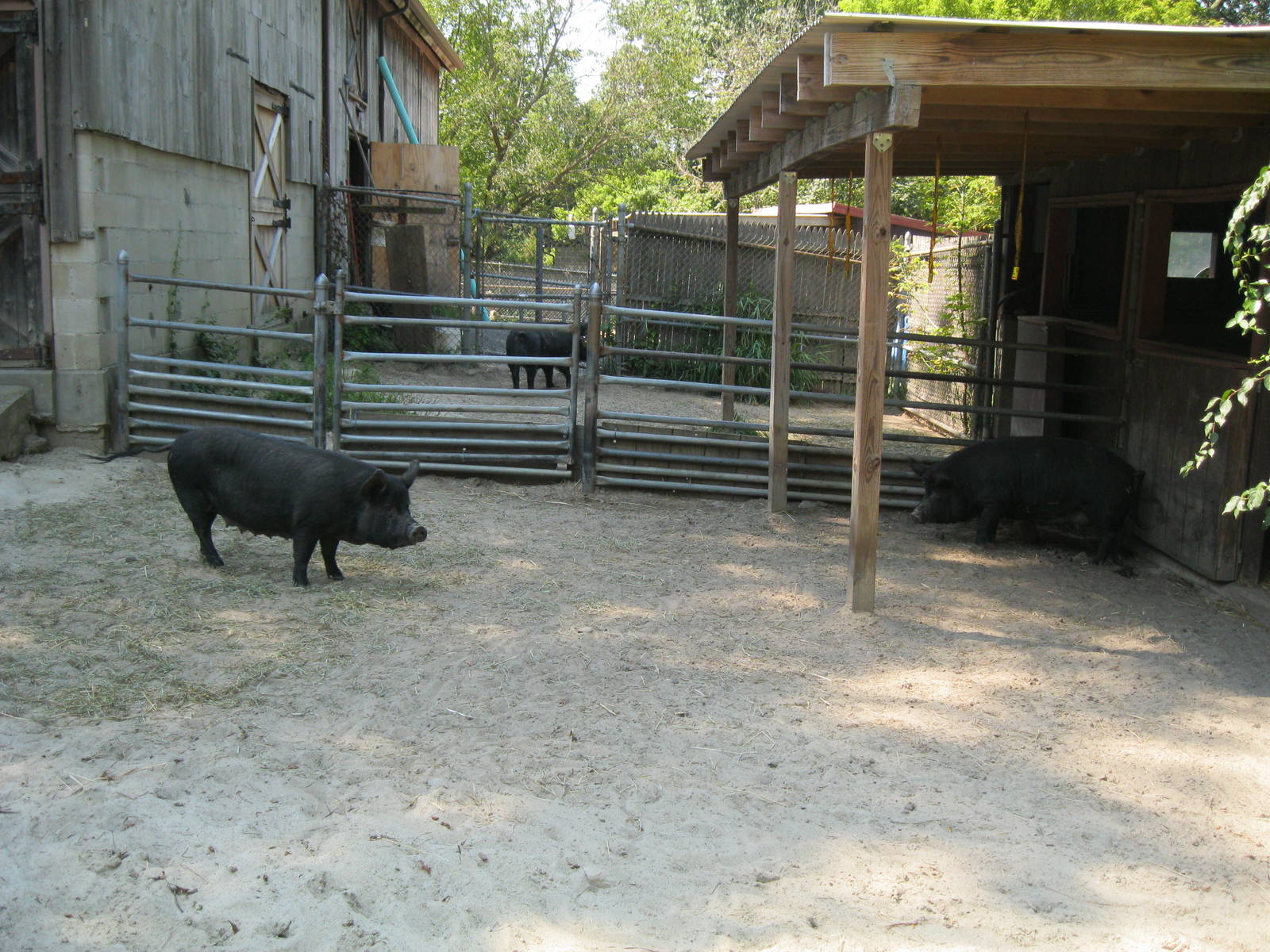 New England Farmyard- Guinea Hog Exhibit