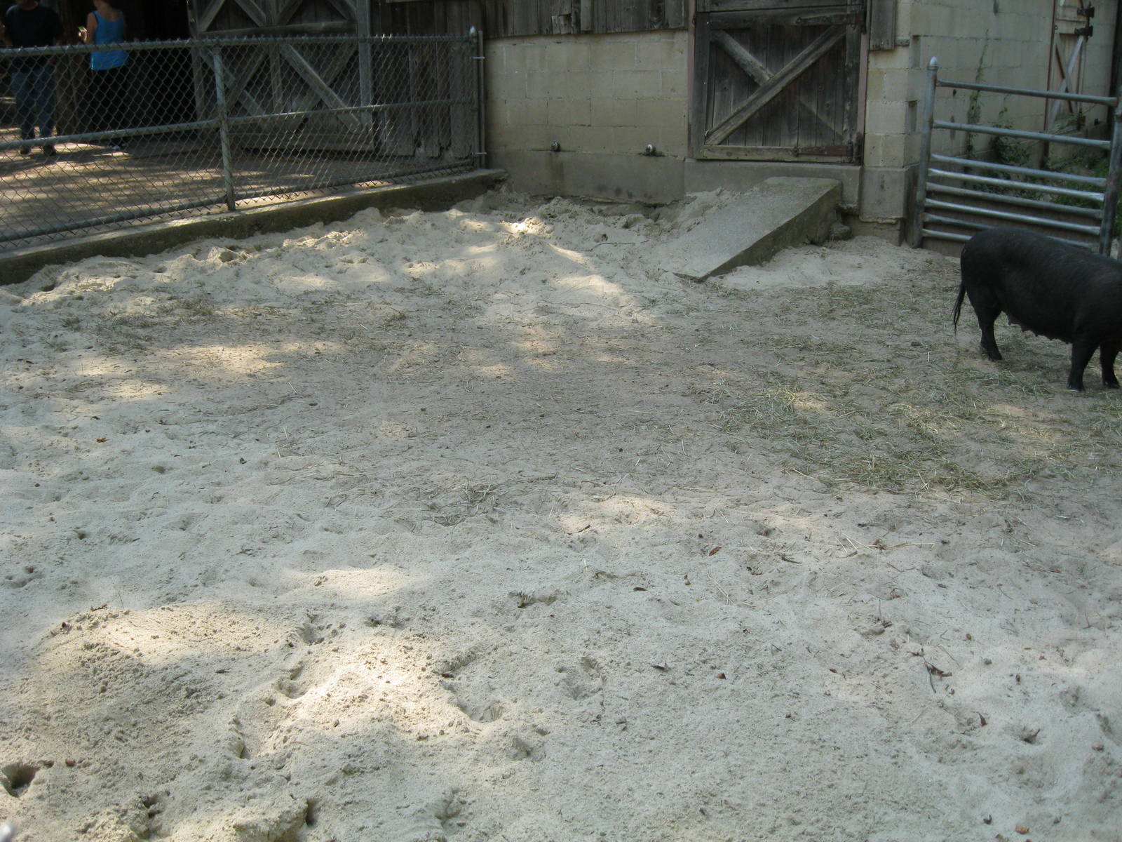 New England Farmyard- Guinea Hog Exhibit