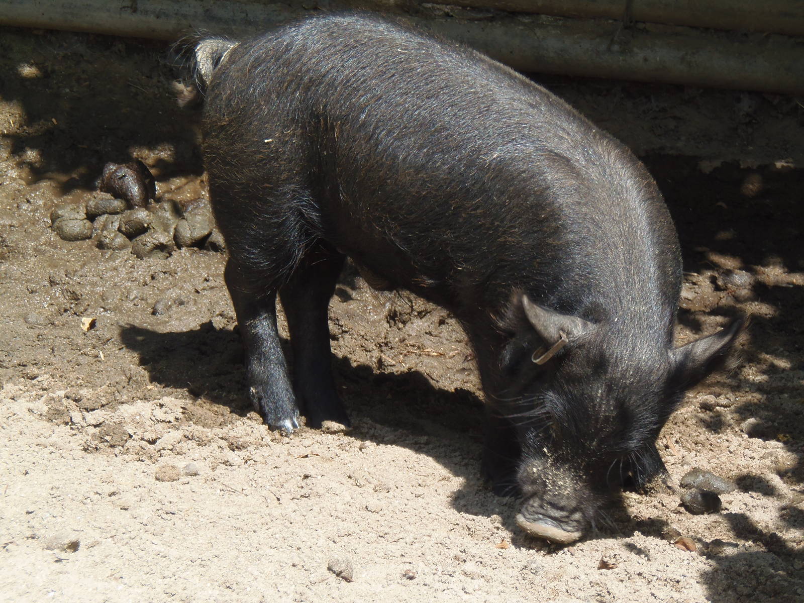 New England Farmyard- Guinea Hog Juvenile